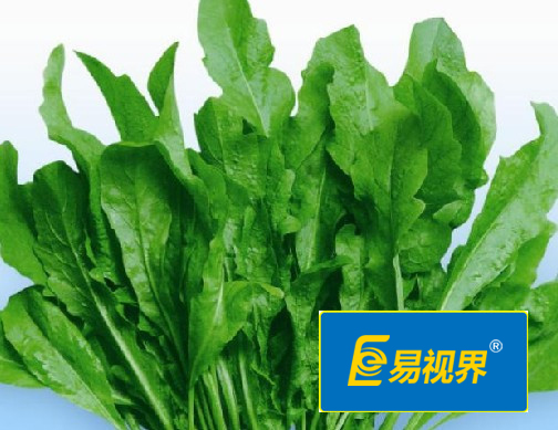 易視界護眼專家 眼睛干澀吃什么對眼睛好