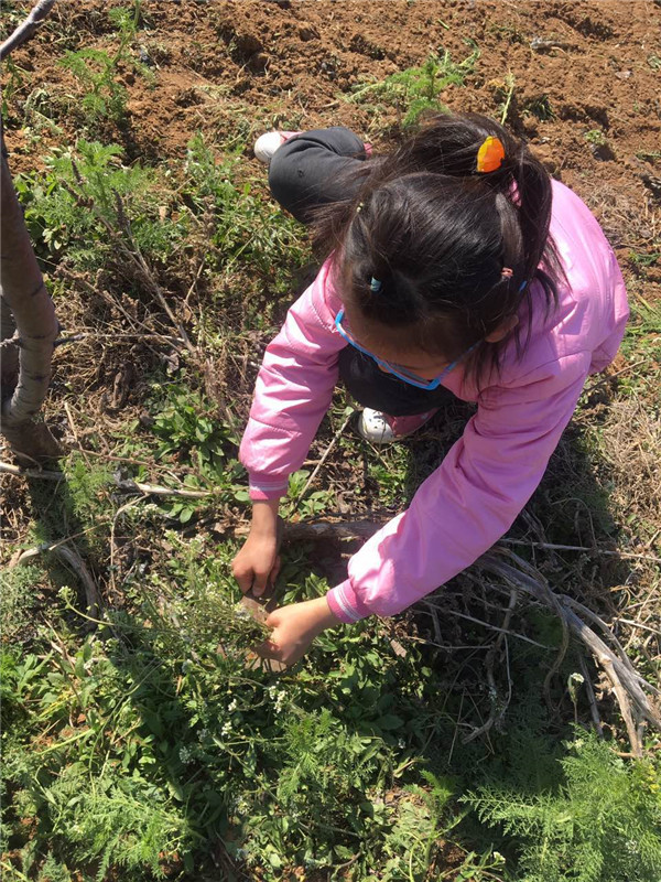 易視界小客戶(hù)在認(rèn)真挖野菜