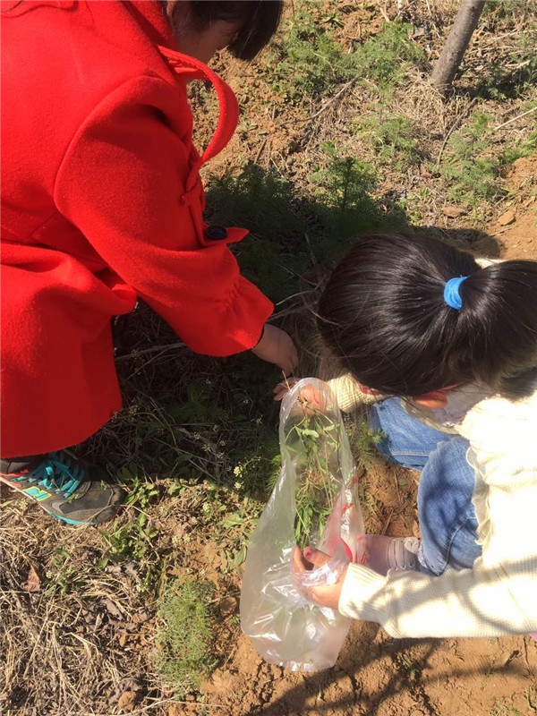 易視界小客戶(hù)在認(rèn)真挖野菜